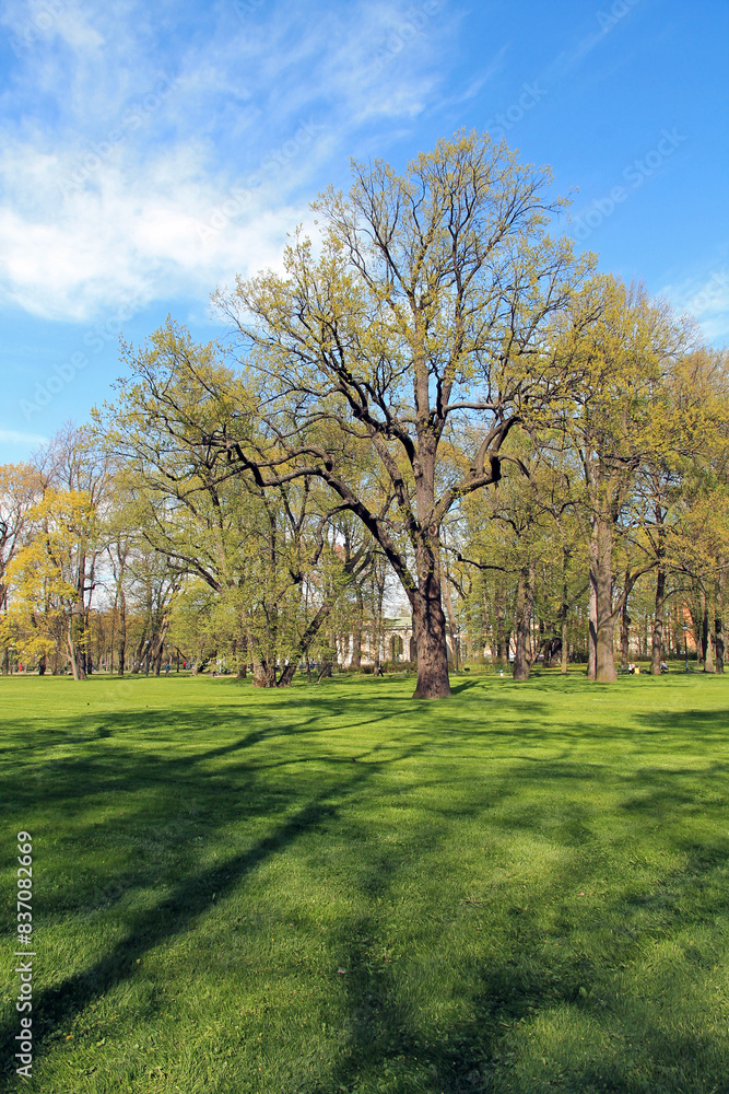 Spring trees in the park against the blue sky. Spring trees in the park against the blue sky.