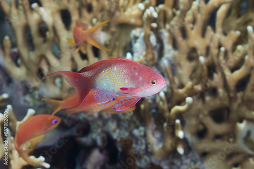 Pseudanthias squamipinnis red sea goldie fish photo