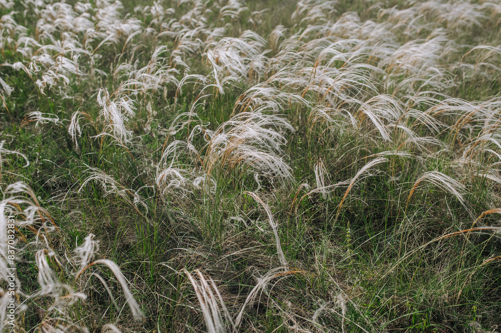 Flowering feather grass plant grows in a field on a meadow in spring outdoors on a sunny day. Close-up nature photography. Flowering feather grass plant grows in a field on a meadow in spring outdoors on a sunny day. Close-up nature photography.