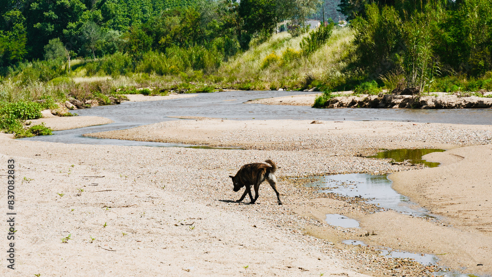 Fototapeta premium Dog enjoys walking in the river. 