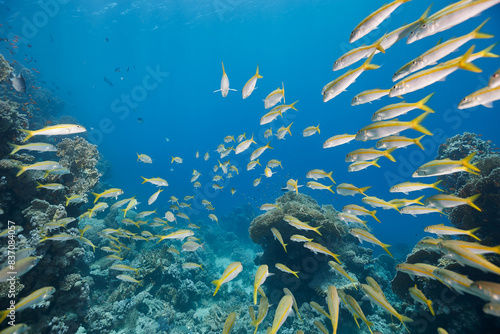 Mulloidichthys martinicus yellow goatfish school