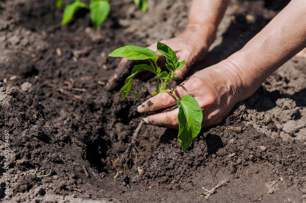 A woman gardener plants a green tomato seedling in wet watered soil from the garden. Close-up photography, agriculture, gardening concept. A woman gardener plants a green tomato seedling in wet watered soil from the garden. Close-up photography, agriculture, gardening concept.