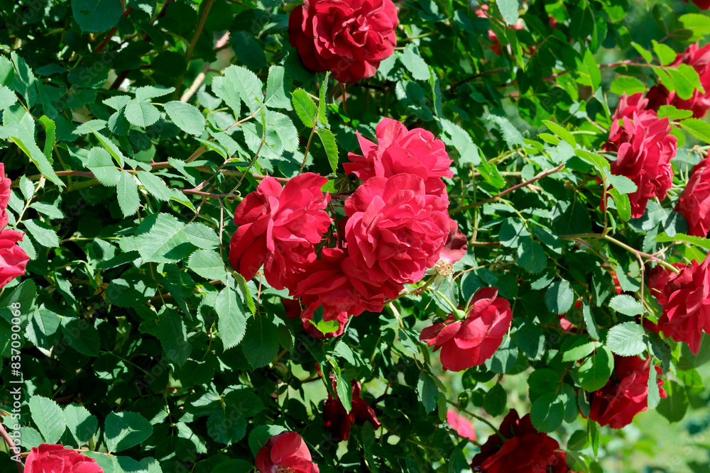 Red roses blooming in summer Red roses blooming in summer