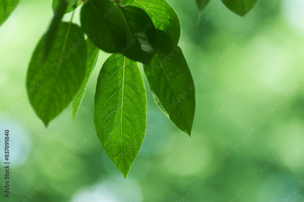 Green leaves background. Selective and soft focus. Copy space. Green leaves background. Selective and soft focus. Copy space.