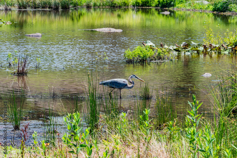 Great Blue Heron Spots a Fish, Gettysburg PA USA Great Blue Heron Spots a Fish, Gettysburg PA USA