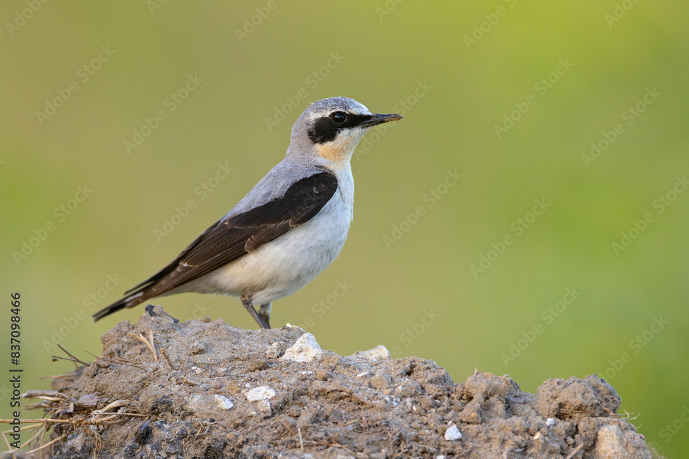 Białorzytka (Oenanthe oenanthe) Białorzytka (Oenanthe oenanthe)