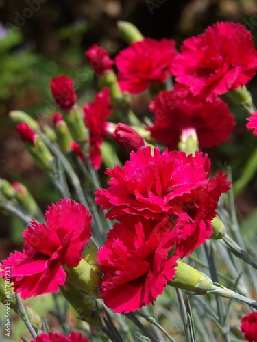 Zbliżenie na czerwone kwiaty goździka