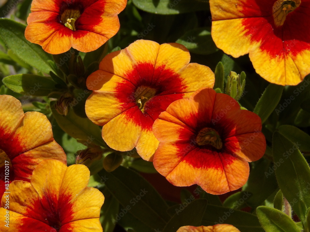 Zbliżenie na jaskrawe kwiaty Calibrachoa Zbliżenie na jaskrawe kwiaty Calibrachoa
