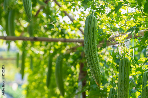 Fresh bitter cucumber, bitter melon at organic vegetable farm.