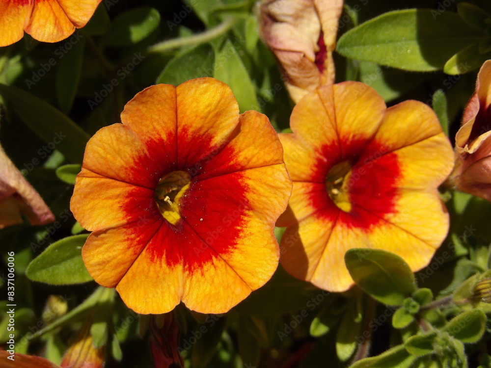 Zbliżenie na jaskrawe kwiaty Calibrachoa Zbliżenie na jaskrawe kwiaty Calibrachoa