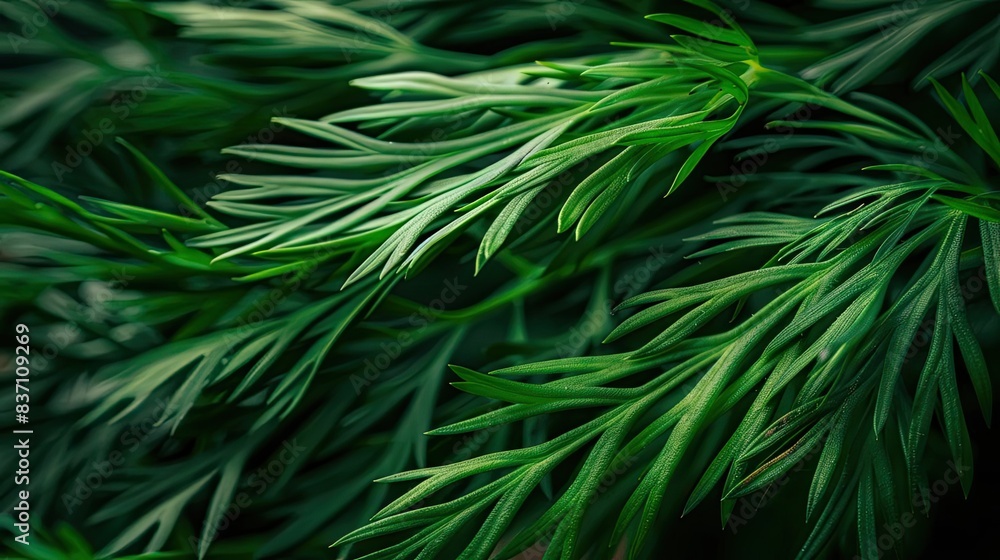 Close-up of fresh green dill leaves creating a natural, lush texture, perfect for backgrounds or culinary themed stock photos. Close-up of fresh green dill leaves creating a natural, lush texture, perfect for backgrounds or culinary themed stock photos.