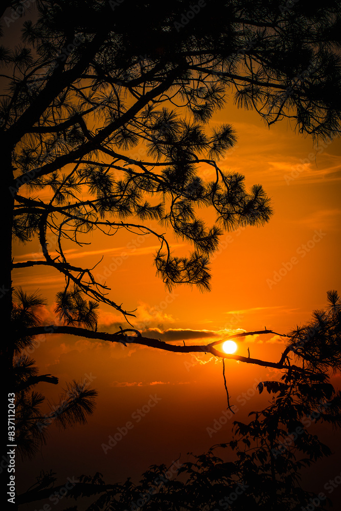 Fototapeta premium silhouette of a tree at sunset