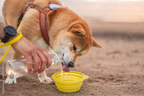 Photography Shiba ini dog is drinking from folding silicone bowl during the beach walk