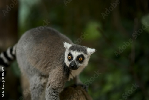 Lémurien mignon regardant attentivement vu en gros plan 