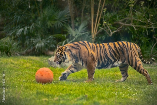 Tigre qui joue avec un ballon dans un zoo