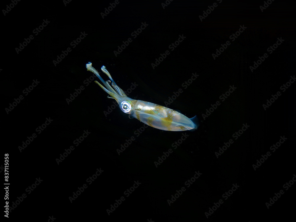 Squid in the water column. Squid on a black background. Squid in the water column. Squid on a black background.