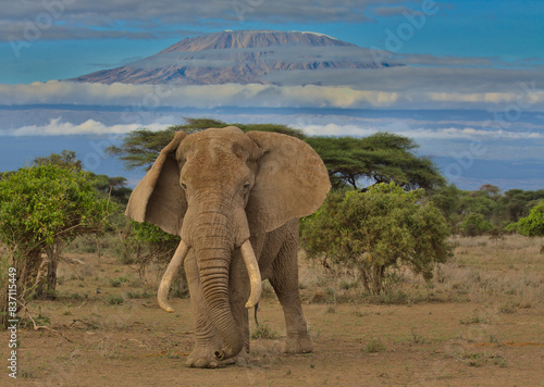 pascal, the majestic bull african elephant stands alert in the wild savannah of kimana sanctuary, kenya, with mount kilimanjaro in the background © Nirav Shah