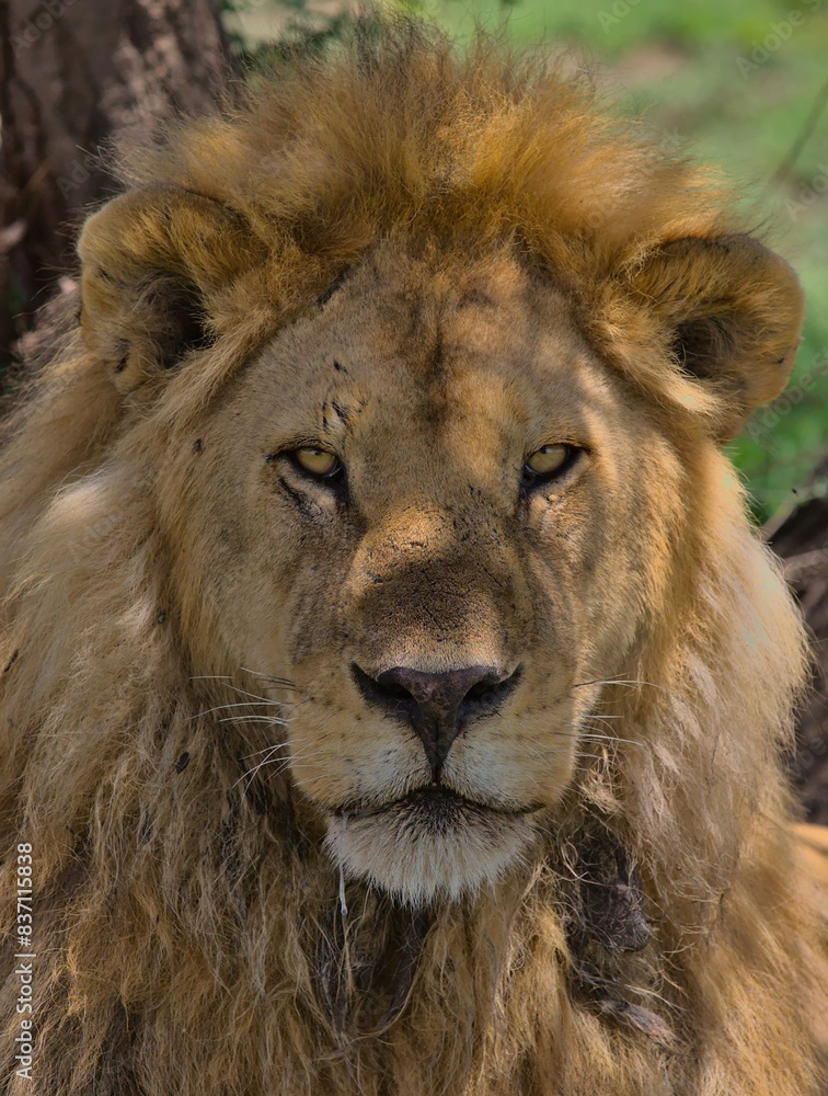 close-up portrait of male lion sitting in the shade of the tree looking alert in the wild savannah of Serengeti National Park, Tanzania