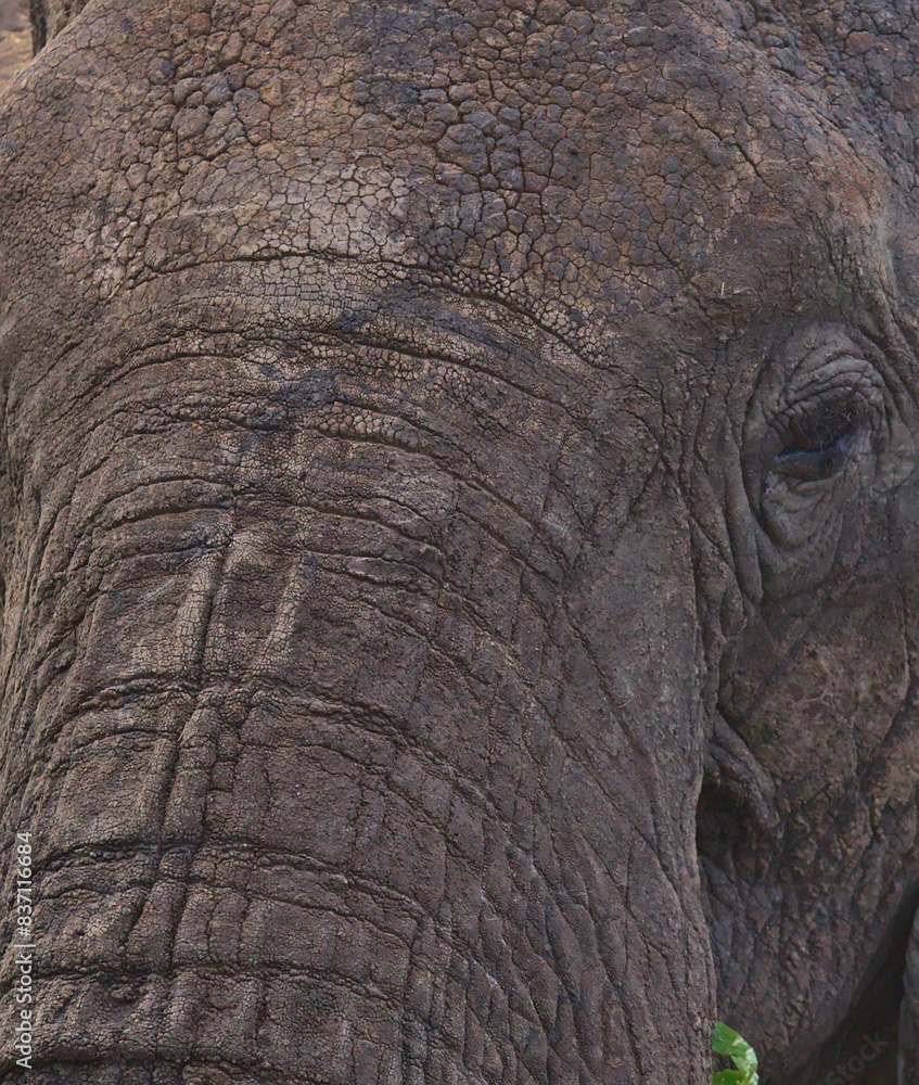 closeup portrait of african elephant head showing wrinkled face and trunk in the wild Tarangire National Park , Tanzania closeup portrait of african elephant head showing wrinkled face and trunk in the wild Tarangire National Park , Tanzania