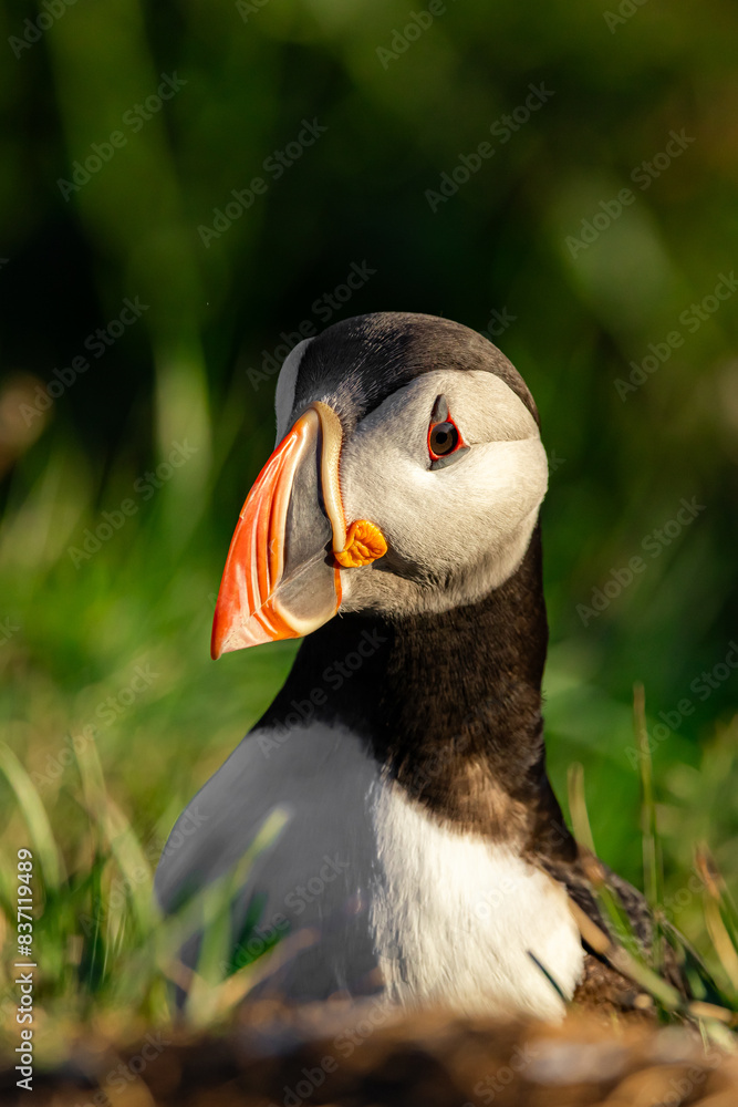 Naklejka premium puffin