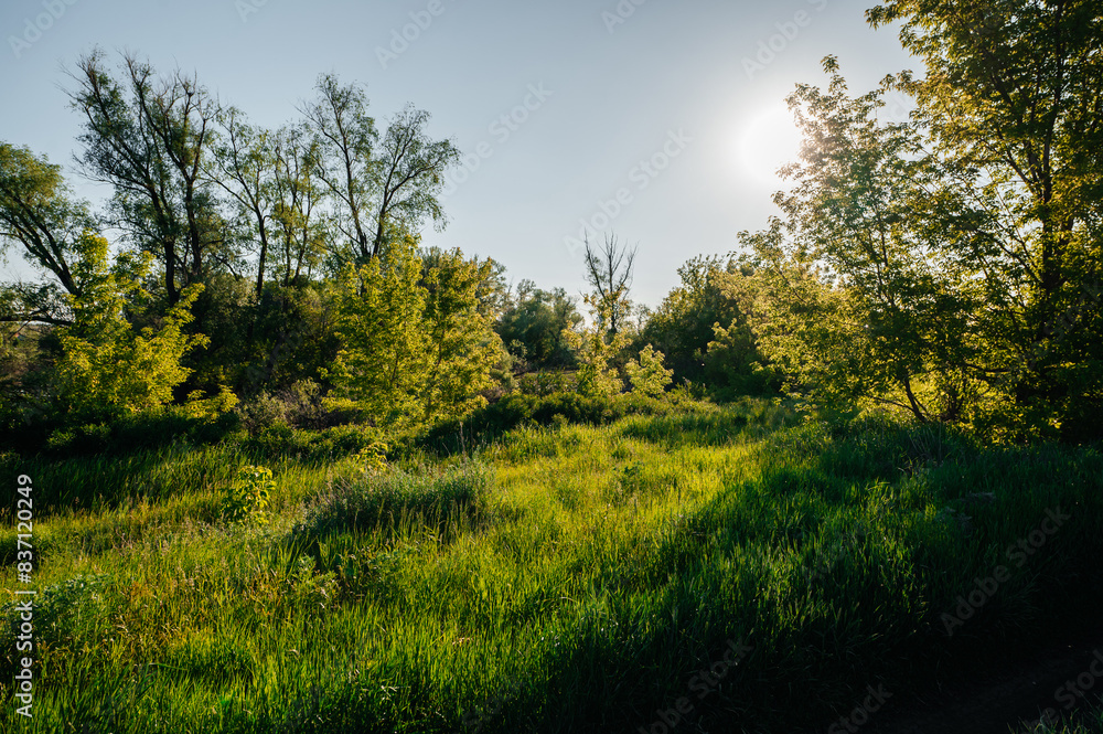 the green edge of the forest in the morning at dawn the green edge of the forest in the morning at dawn