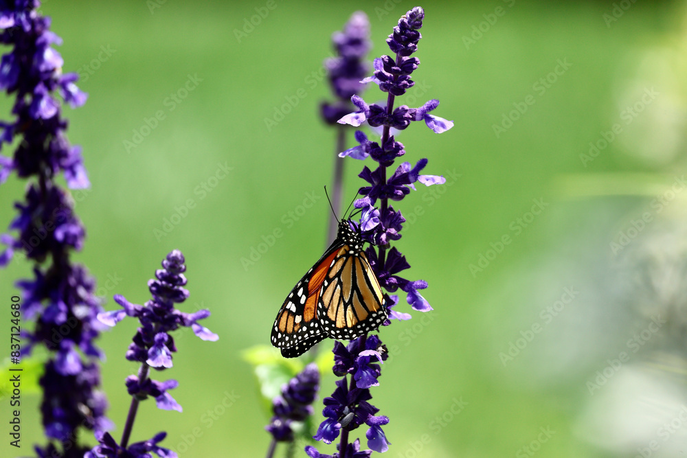 monarch butterfly on a lavender flower monarch butterfly on a lavender flower