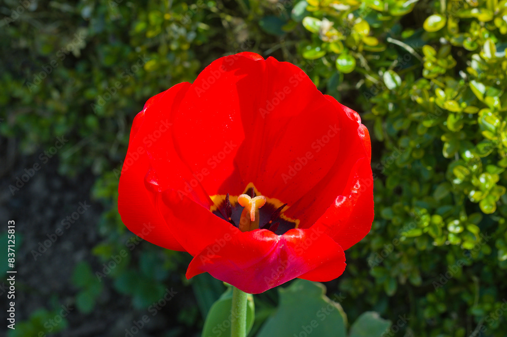 Rote Tulpe (lat.: Tulipa)