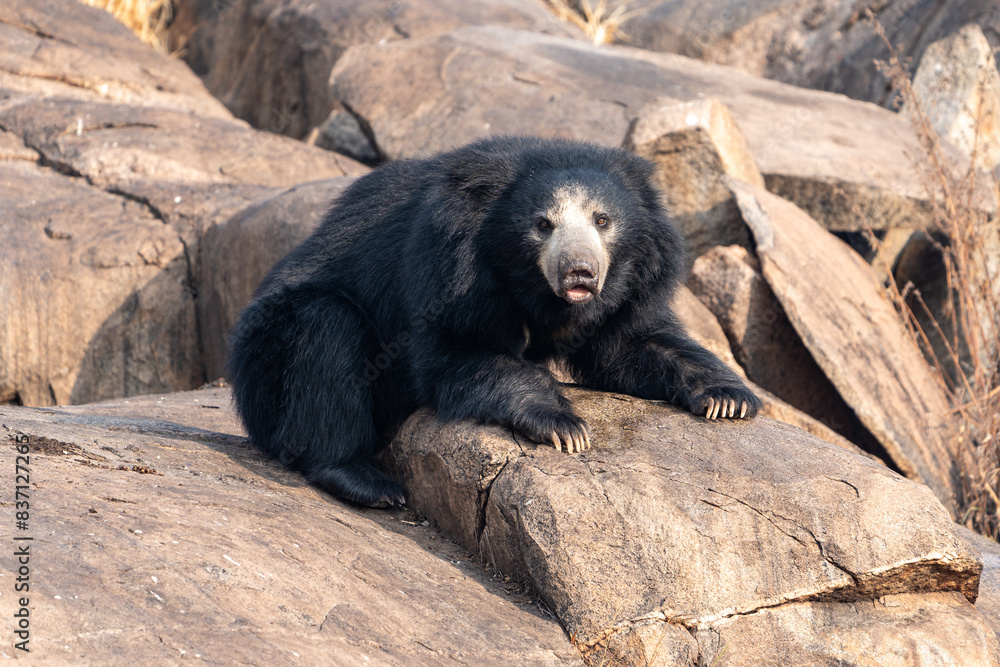 sloth bear (Melursus ursinus), also known as the Indian bear. sloth bear (Melursus ursinus), also known as the Indian bear.