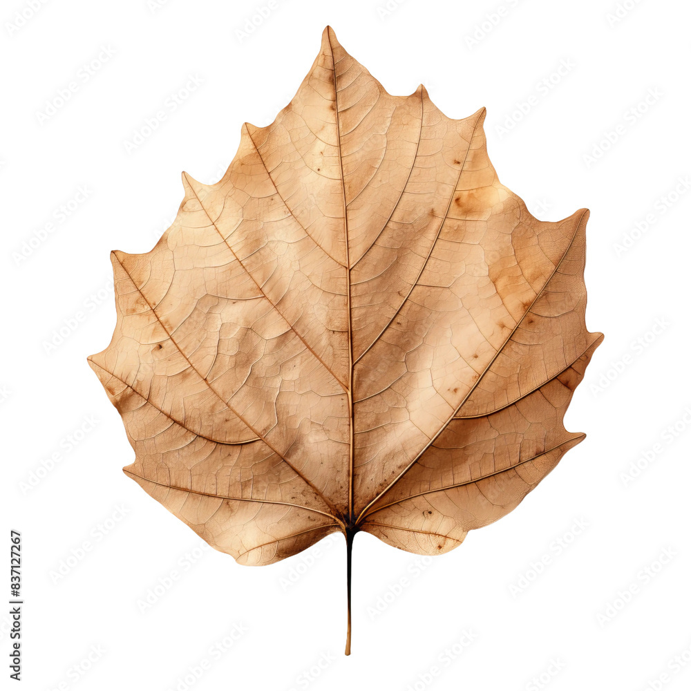 dry aging leaf isolated on white dry aging leaf isolated on white