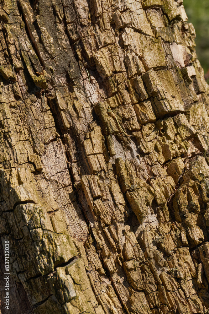 Obraz premium The trunk of an old rotting tree. The texture of old wood. Spring.