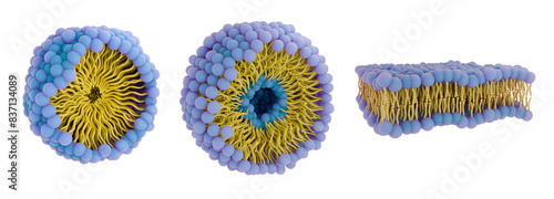 Cuadro en lienzo 3d illustration of different phospholipid structures