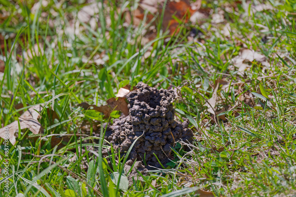CRAWFISH CHIMNEYS .They usually appear in the spring and are generally found in wet areas of the landscape CRAWFISH CHIMNEYS .They usually appear in the spring and are generally found in wet areas of the landscape