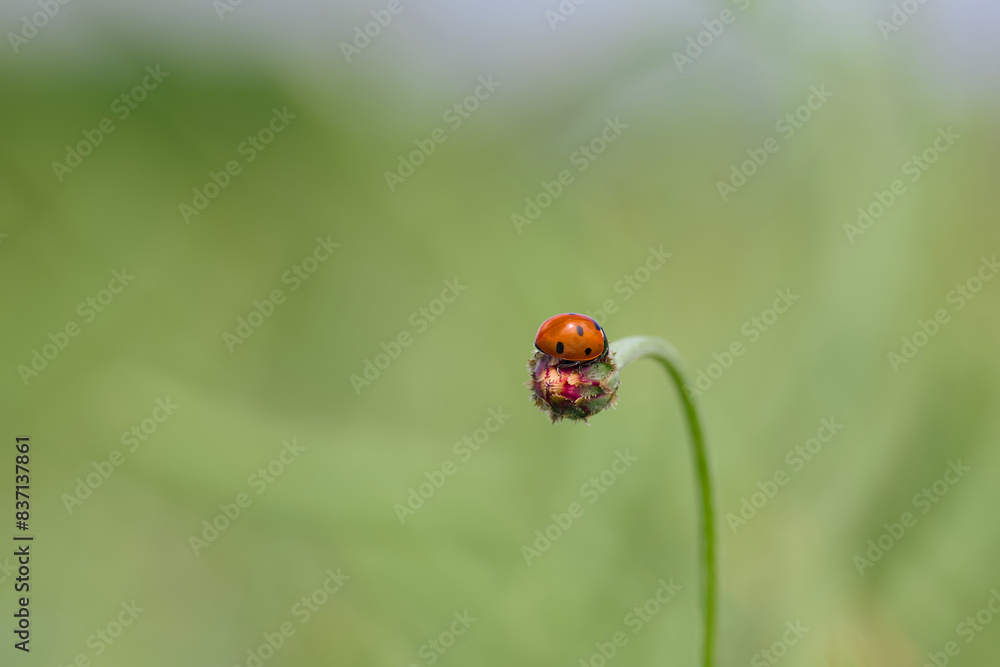 ladybug is perching on the flower bud close-up ladybug is perching on the flower bud close-up