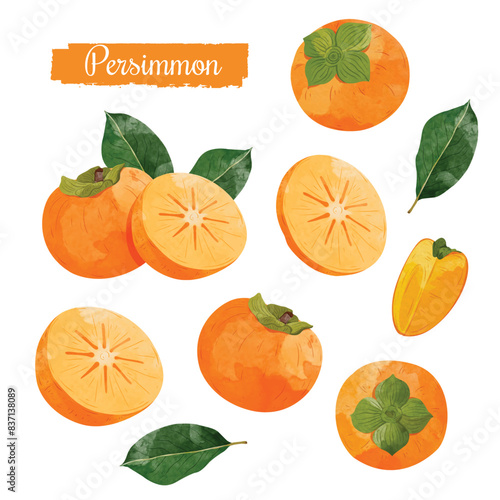 Persimmon fruit Design elements. watercolour style vector illustration.