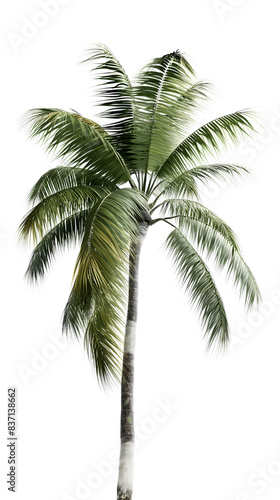 Single Palm Tree Isolated on White Background with Copy Space