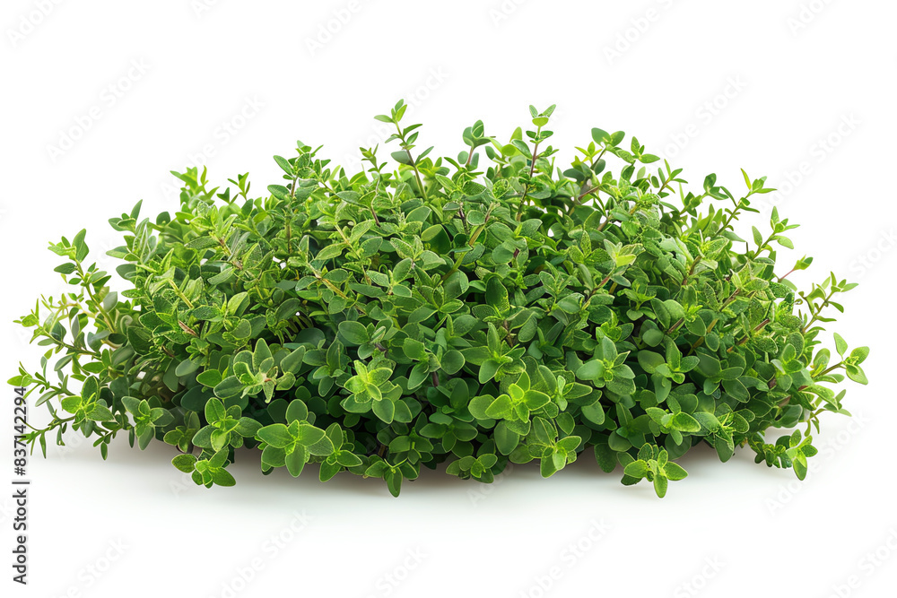Thyme isolated on white background. Thyme isolated on white background.