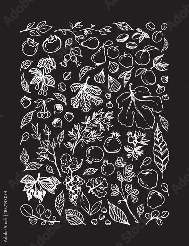 Vector set illustration of various Garden Fruits, leaves, tree branches on black