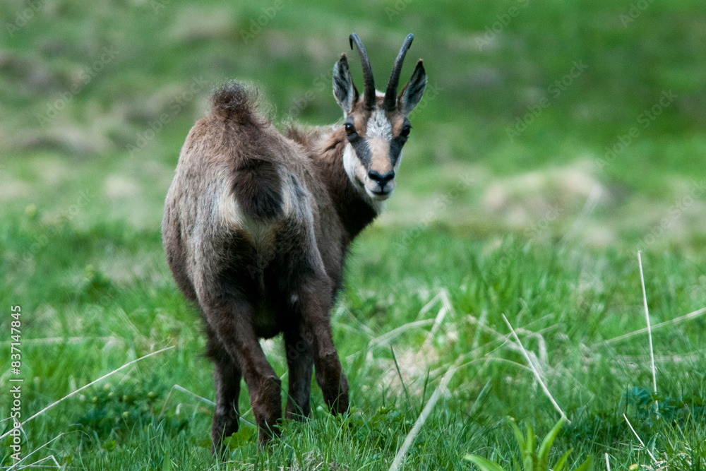 Fototapeta premium Stambecco