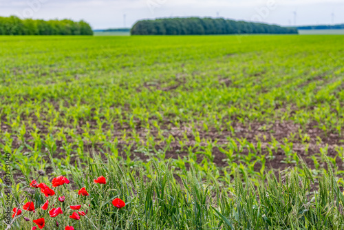 Fresh green spring field with poppies, Northern Bulgaria, EU, Europe