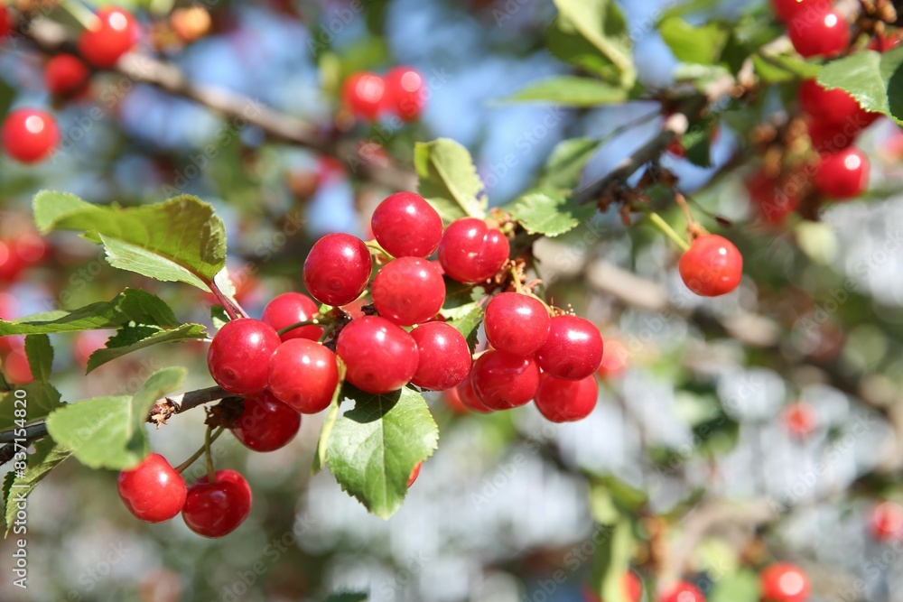 Cherry tree with ripe red berries outdoors, closeup Cherry tree with ripe red berries outdoors, closeup