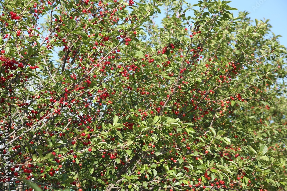 Cherry tree with ripe red berries outdoors