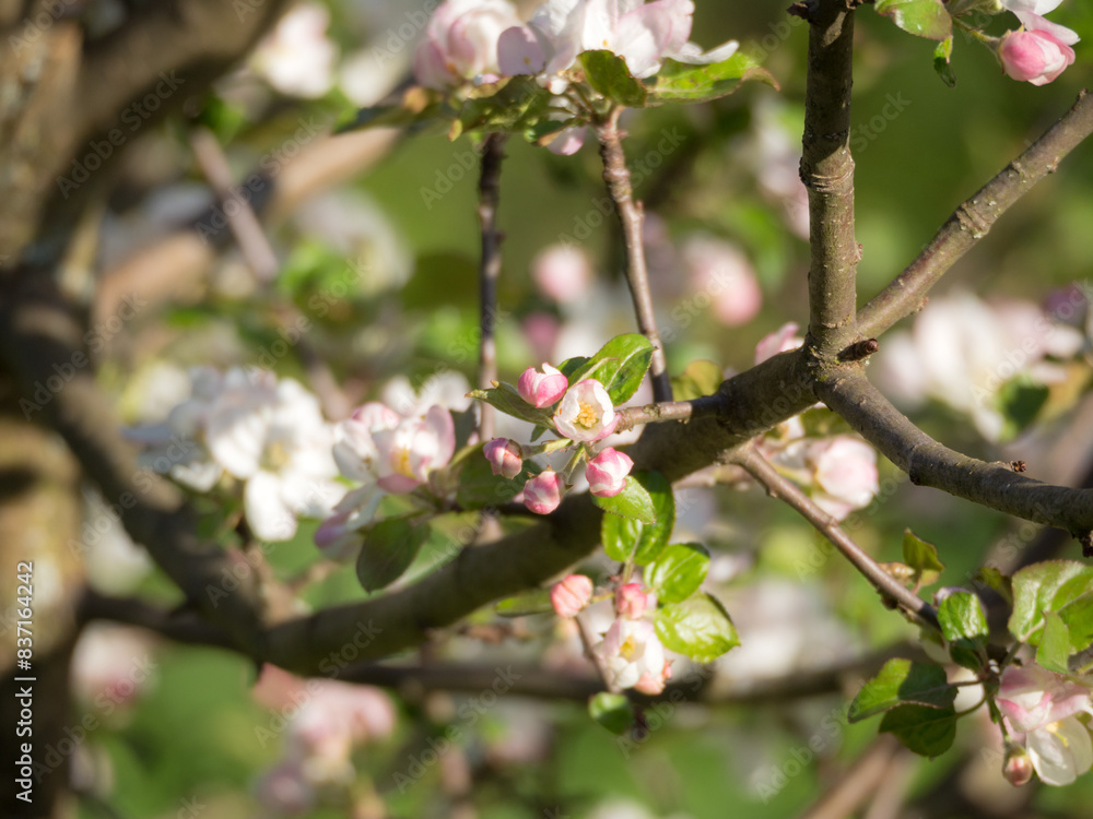 apple tree in spring closeup apple tree in spring closeup