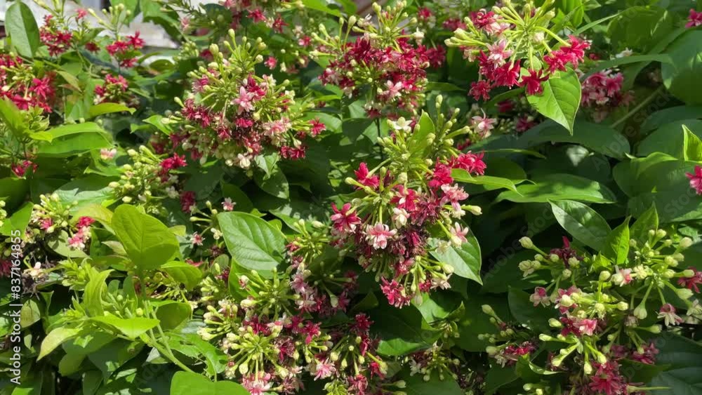 Beautiful Dutch jasmine flowers swaying in the wind. fragrant and beautiful flowers Beautiful Dutch jasmine flowers swaying in the wind. fragrant and beautiful flowers