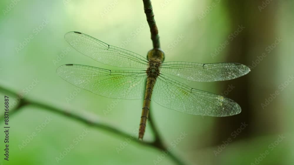 The common darter (Sympetrum striolatum) is a dragonfly of the family Libellulidae native to Eurasia. It is one of the most common dragonflies in Europe, occurring in a wide variety of water bodies. The common darter (Sympetrum striolatum) is a dragonfly of the family Libellulidae native to Eurasia. It is one of the most common dragonflies in Europe, occurring in a wide variety of water bodies.
