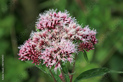 Photos Pink hemp agrimony flowers in close up