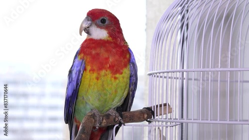 Rosella Parrot Bird, Australian Birds in Captivity, Tame Pet in Cage, Children Friends photo