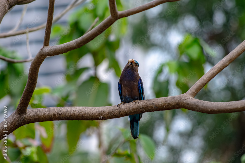 Purple winged Roller (Coracias temminckii) bird on tree animal wildlife in forest Purple winged Roller (Coracias temminckii) bird on tree animal wildlife in forest
