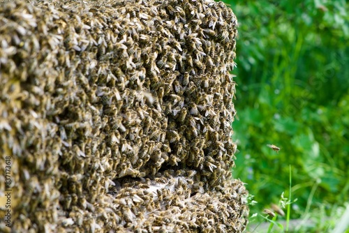  bees covering beehive before swarming