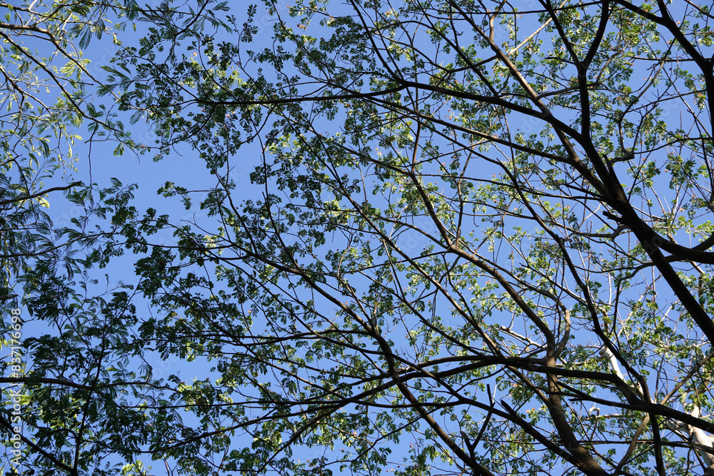 Tree branches with blue sky background. Low angle view of Green tree branches with leaves in summer sky. Tree branches with blue sky background. Low angle view of Green tree branches with leaves in summer sky.