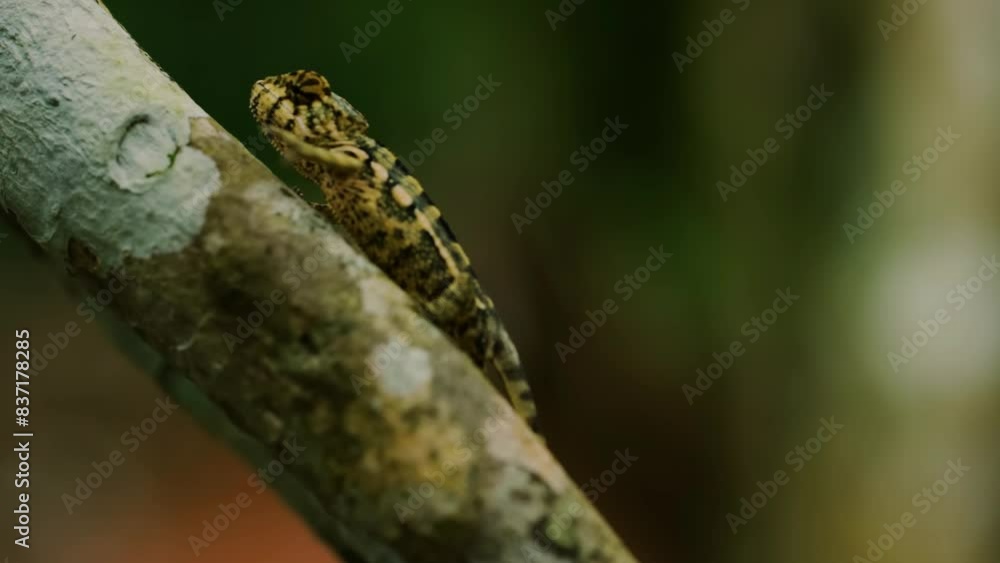 The carpet chameleon, also known as the jewel chameleon or white-lined chameleon, is a species of chameleon that is endemic to eastern Madagascar. The carpet chameleon, also known as the jewel chameleon or white-lined chameleon, is a species of chameleon that is endemic to eastern Madagascar.